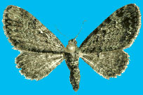 Adult moth