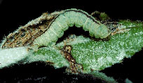 Mature caterpillar on leaf
