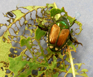 Japanese beetle with foliage damage