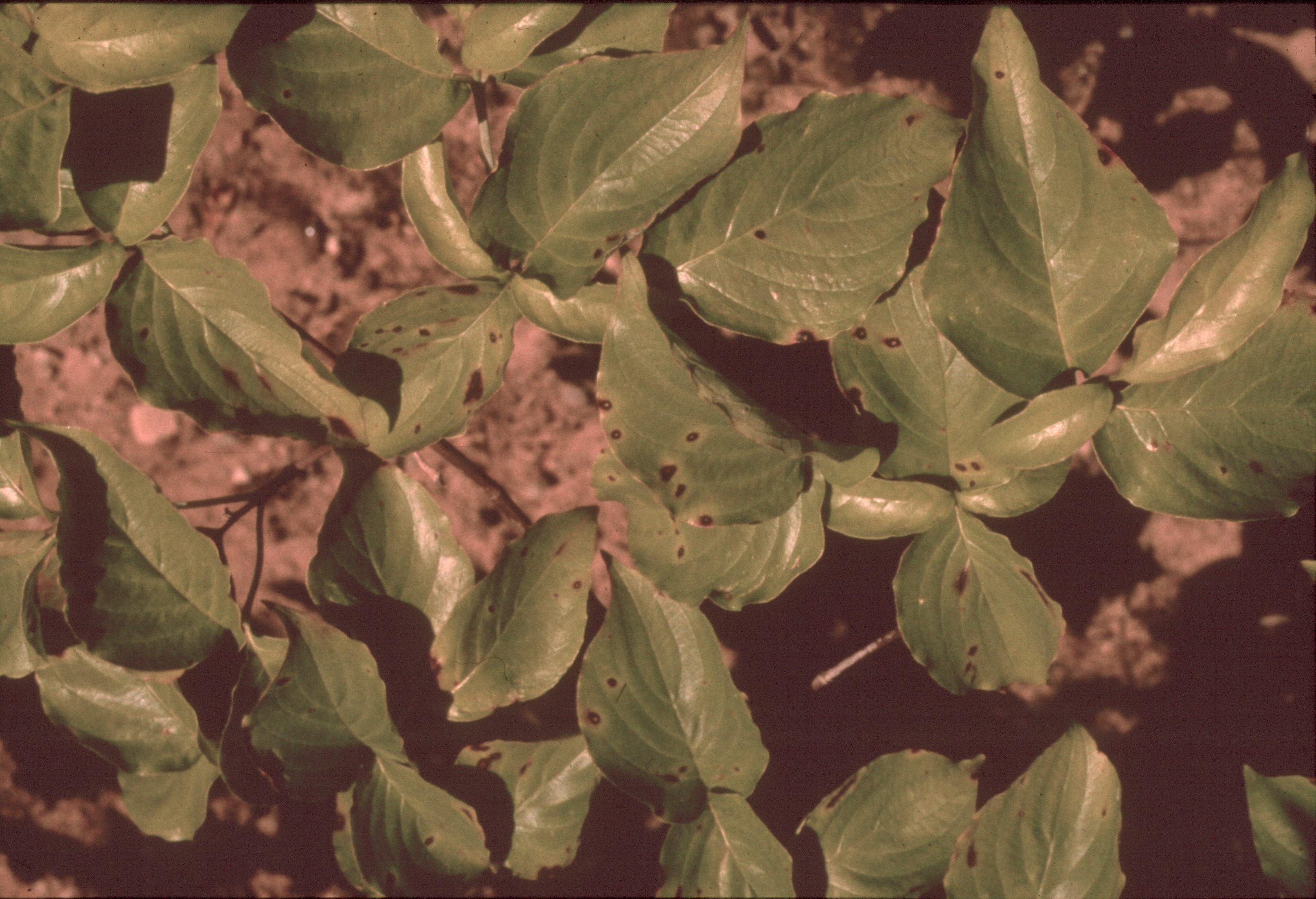 Image of Smoky, purple-brown rings on foliar lesions