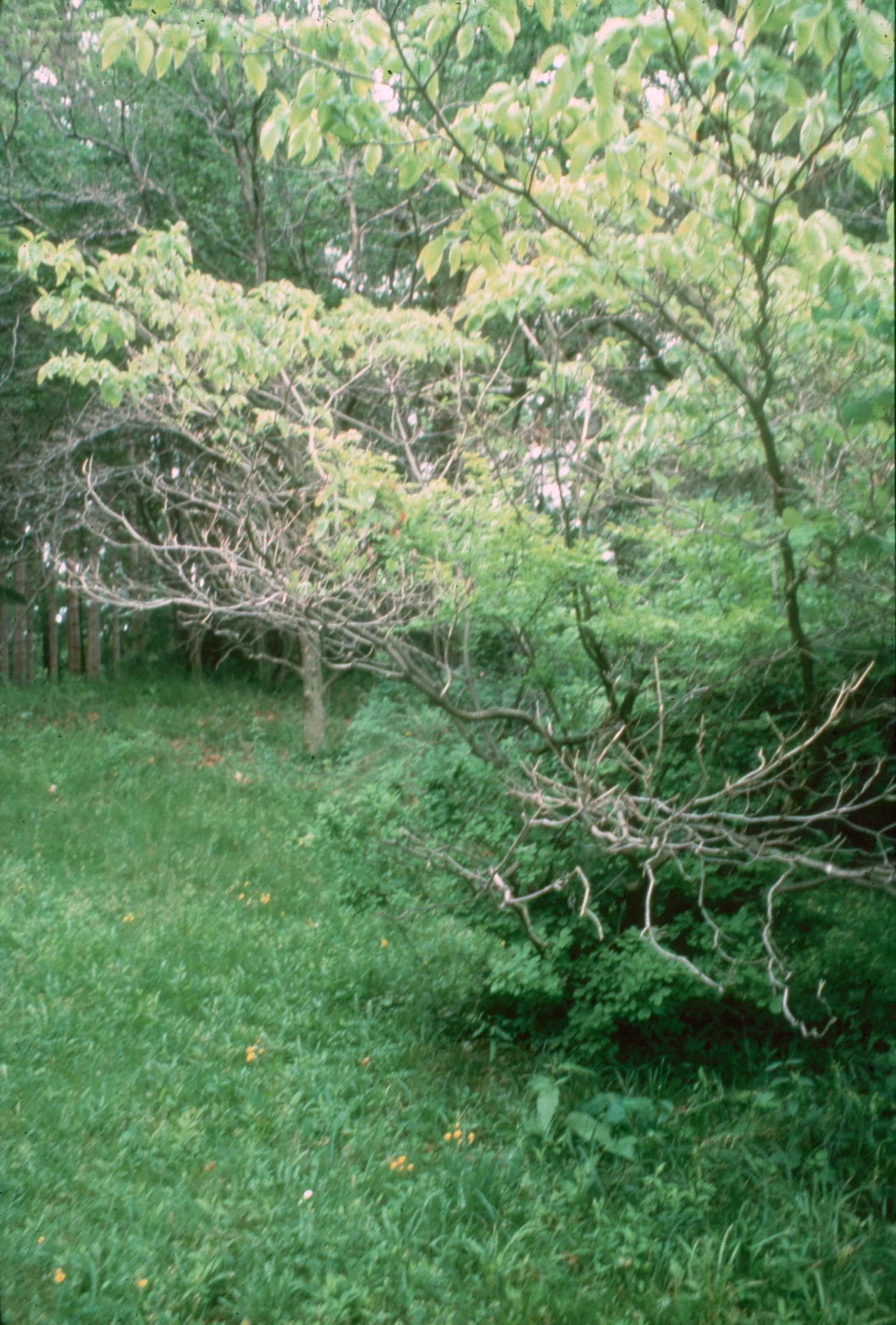 Image of Progressive dieback of branches up on the tree