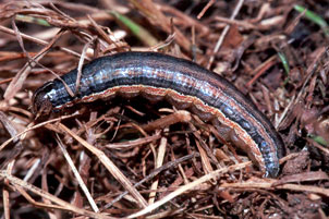 Armyworm