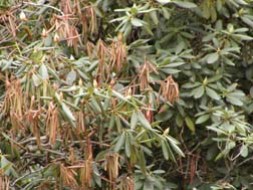Picture of Winter Injury and Drying of Rhododendrons