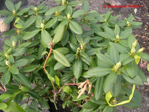 rhodendron plants infected with P. ramorum