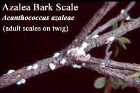 Picture of Azalea Bark Scale