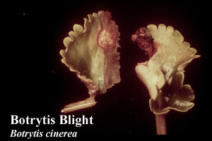 Picture of Botrytis blight Botrytis cinerea