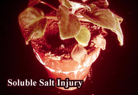 Picture of Soluble salt injury