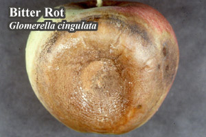 Picture of Bitter rot Glomerella cingulata
