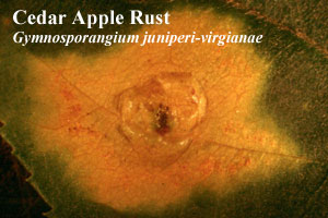Picture of Cedar apple rust Gymnosporangium juniperi-virginianae