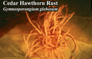 Picture of Cedar hawthorn rust Gymnosporangium globosum
