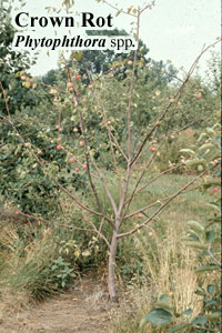 Picture of Crown rot Phytophthora spp.