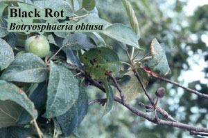 Picture of Black rot Botryosphaeria obtusa