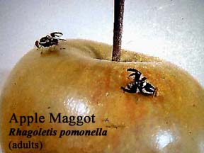 Picture of Apple Maggot