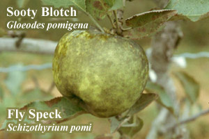 Picture of Sooty blotch (Gloeodes pomigena) and Fly speck (Schizothyrium pomi)