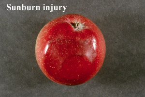 Picture of Apple with Sunburn