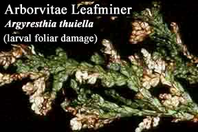 Picture of Arborvitae Leaf Miner