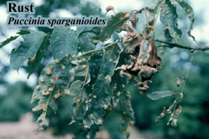Picture of Ash Rust