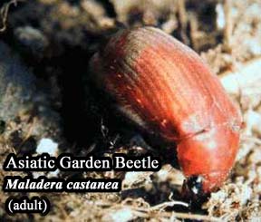 Picture of Asiatic Garden Beetle