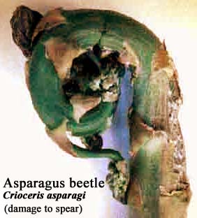 Picture of Asparagus Beetle