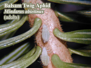 Picture of Balsam twig aphid