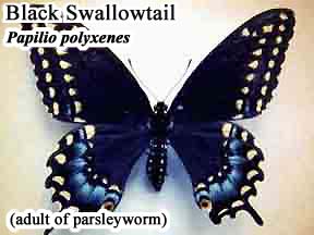 Picture of Black Swallowtail