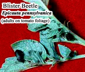 Picture of Blister Beetle