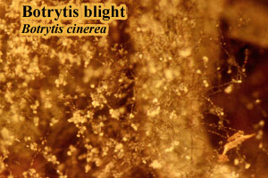 Picture of Botrytis blight
