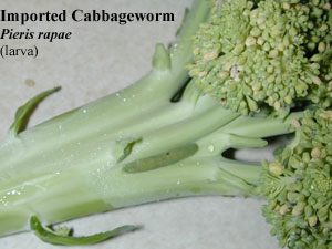 Picture of Imported cabbageworm