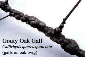 Picture of Gouty Oak Gall
