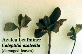 Picture of Azalea Leafminer