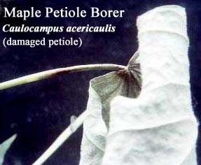 Picture of Maple Petiole Borer