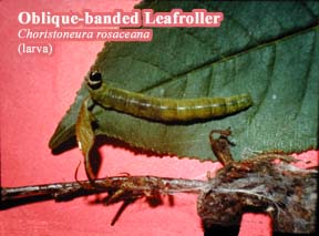 Picture of Obliquebanded Leafroller