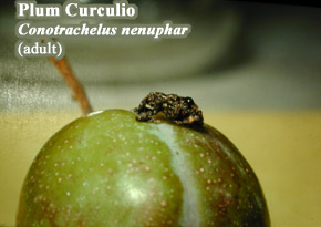 Picture of Plum curculio