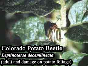 Picture of Colorado Potato Beetle