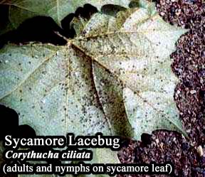 Picture of Sycamore Lacebug