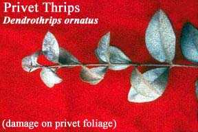 Picture of Privet Thrips