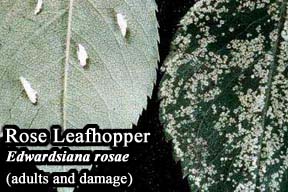 Picture of Rose Leafhopper