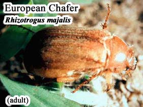 Picture of European Chafer
