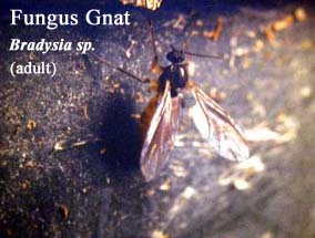 Picture of Fungus Gnat