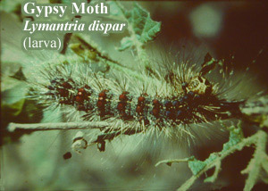 Picture of Gypsy moth