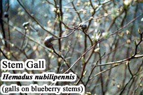 Picture of Stem Gall