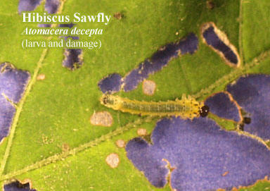 Picture of Hibiscus Sawfly Atomacera decepta