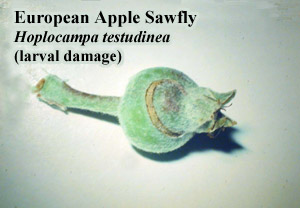 Picture of European apple sawfly