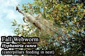 Picture of Fall Webworm