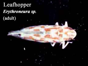 Picture of Leafhopper