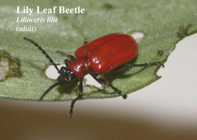 Picture of Lily Leaf Beetle Liloceris lilii