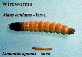 Picture of Wireworms