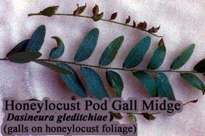 Picture of Honeylocust Pod Gall