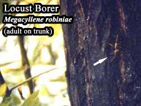 Picture of Locust Borer