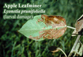 Picture of Apple leafminer